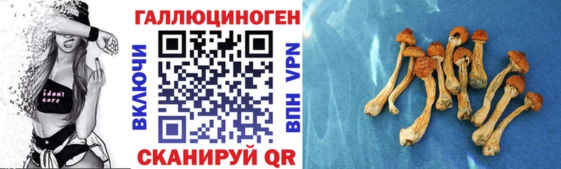 где купить   Кореновск  Псилоцибиновые грибы Psilocybine cubensis 